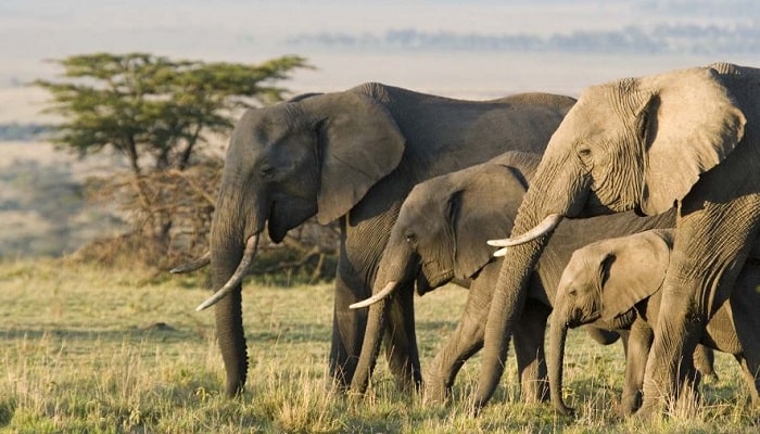 ¿Sabías que un elefante es el único mamífero que no puede saltar?