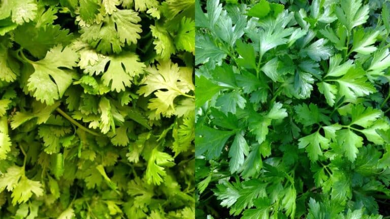 Diferenças Entre Salsinha X Coentro